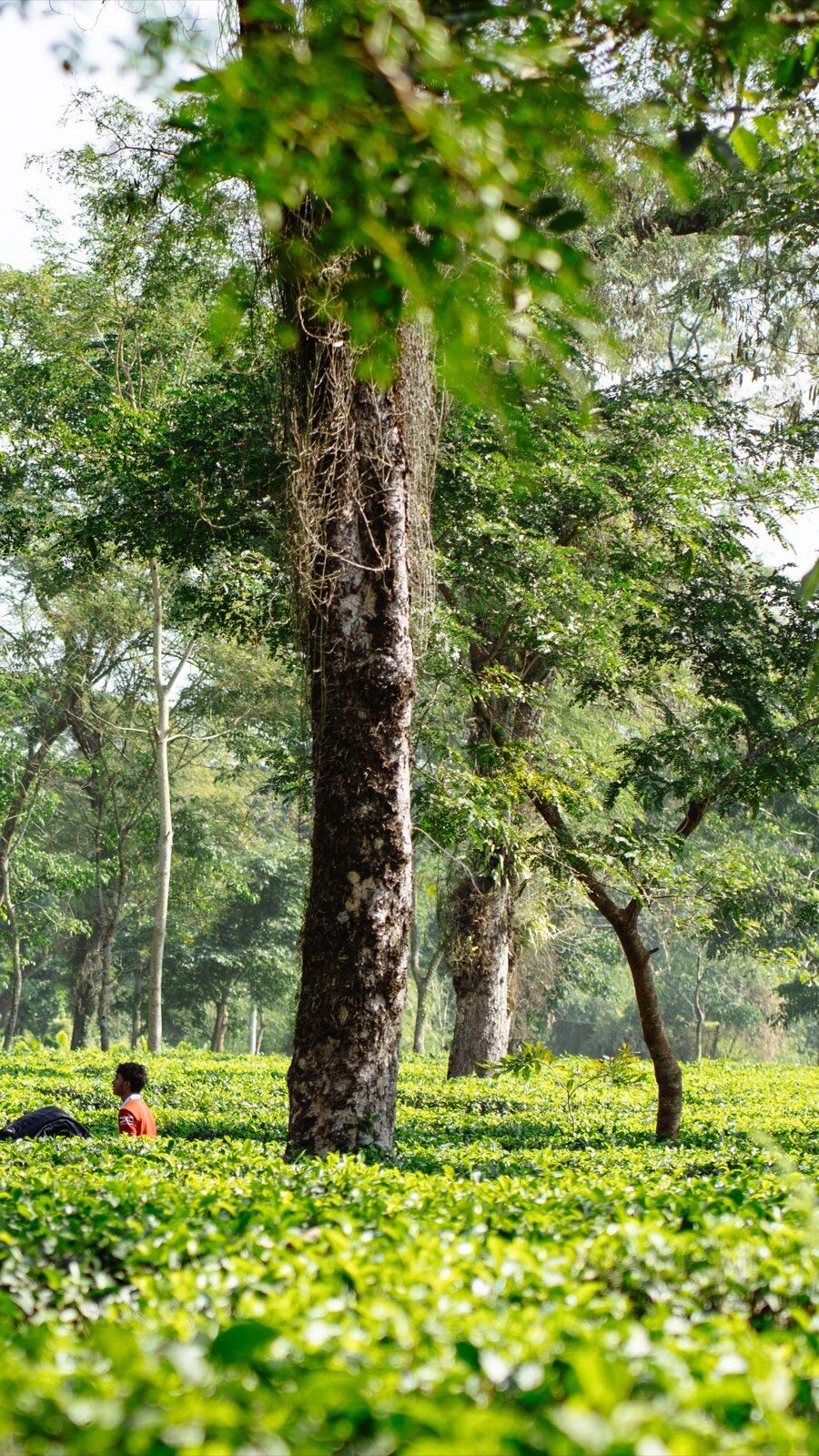 A tea garden at Jaflong, Sylhet.