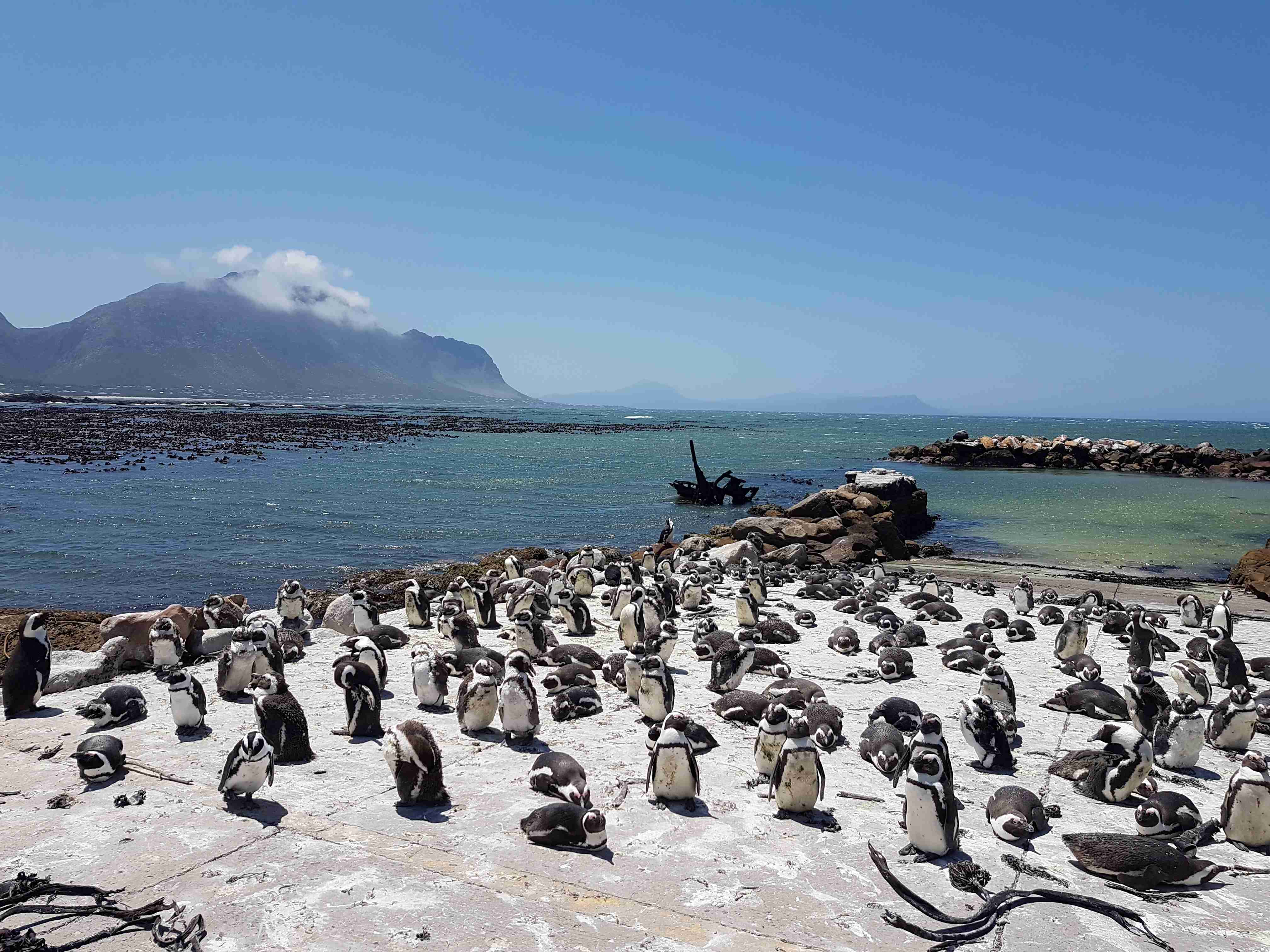 African penguins on the rocks near Cape Town with mountains in the background