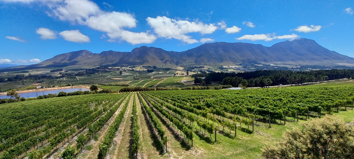 Vineyards stretching towards the mountains in the Cape Winelands