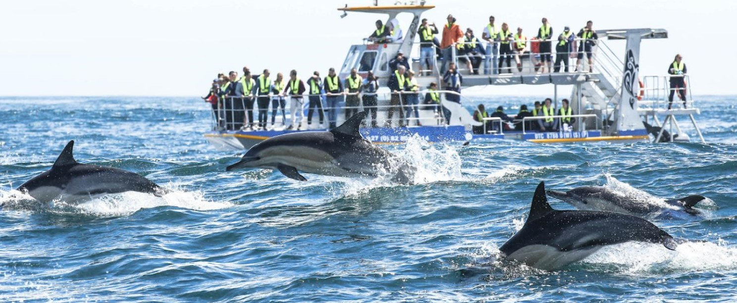 Dolphins alongside an eco-marine boat trip near Hermanus