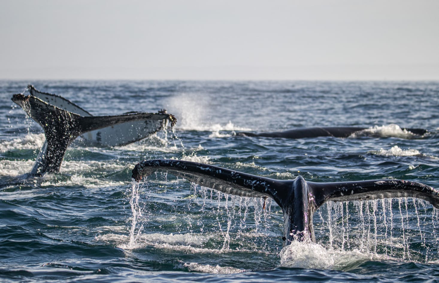 Humpback whales off the Western Cape coast — boat trips run from June to November