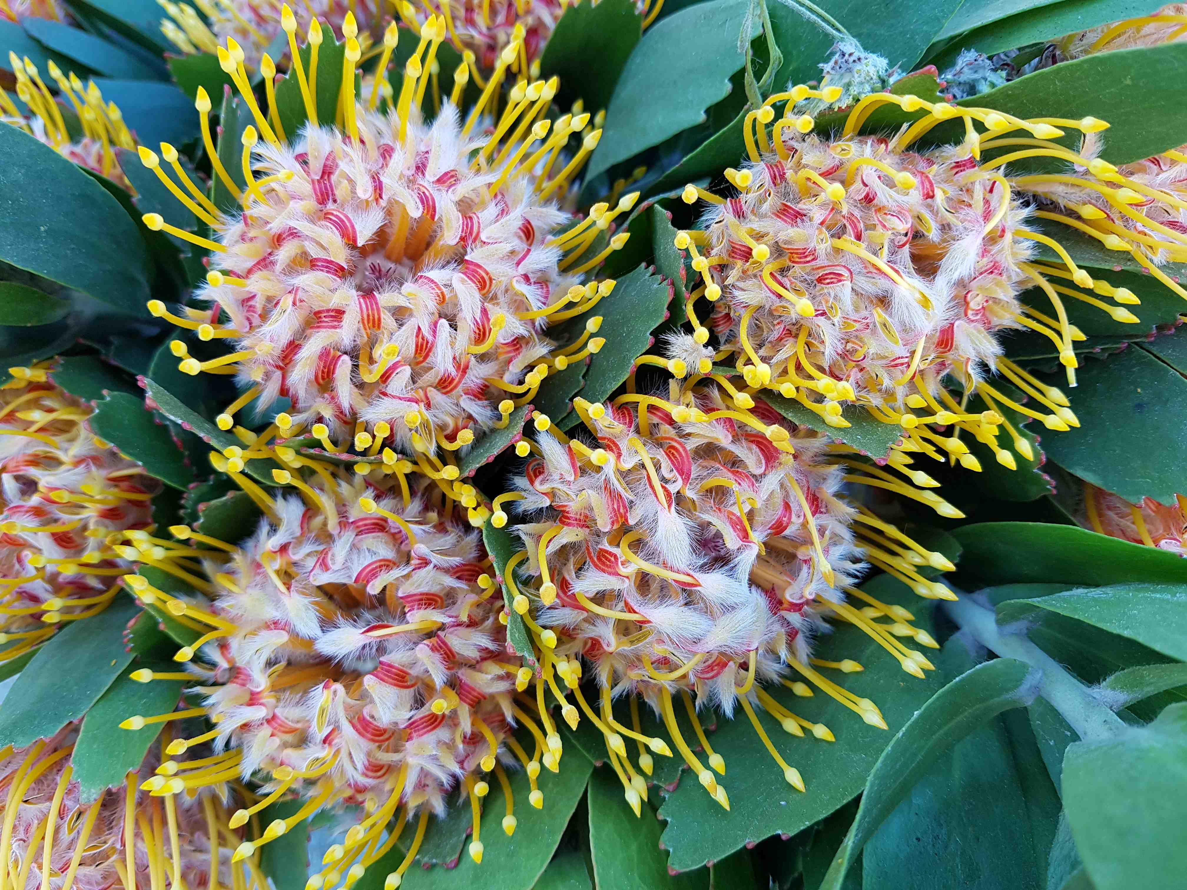 Pincushion proteas — South Africa's national flower — flourishing in the Cape