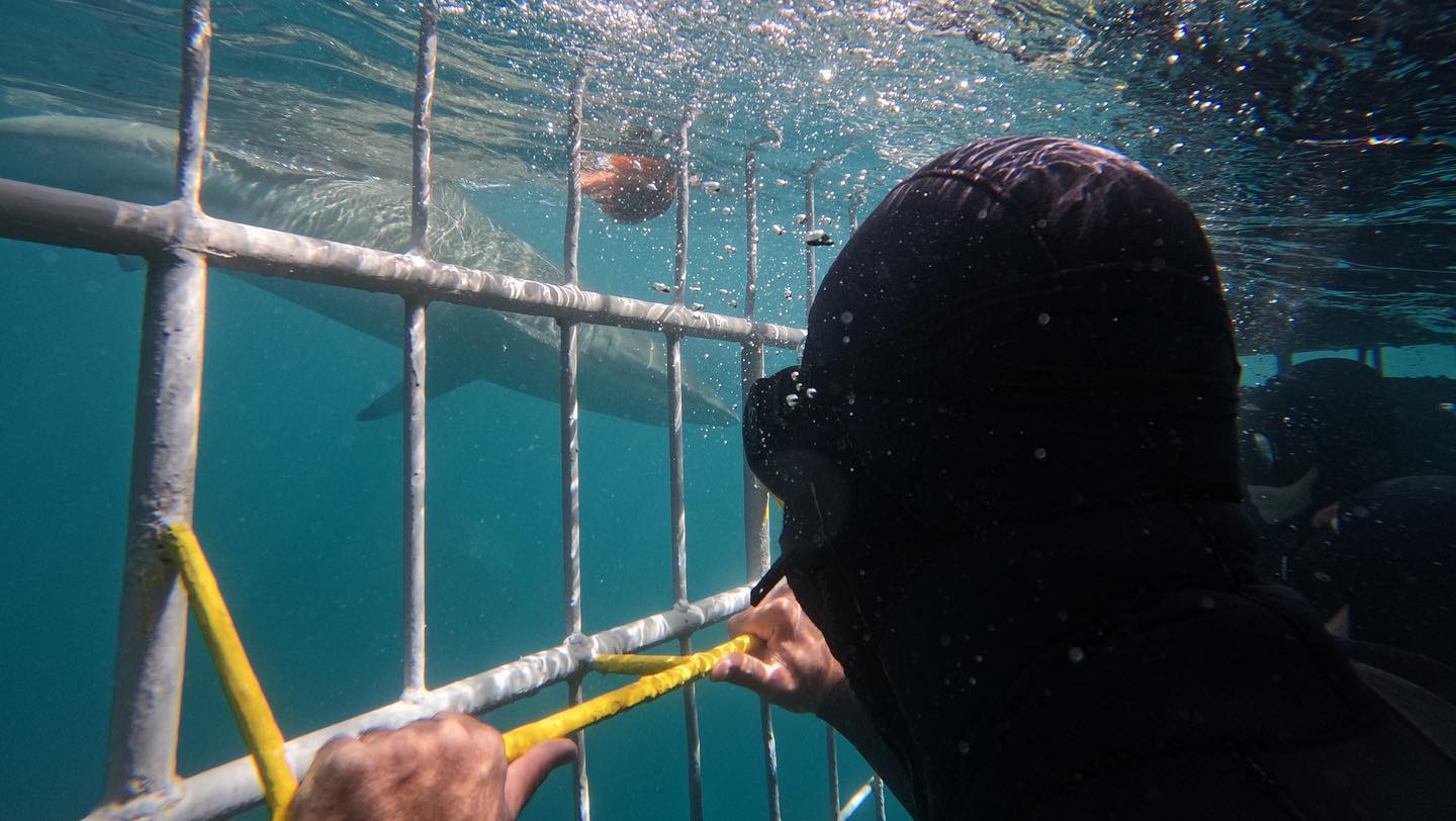 Face to face with a copper shark — cage diving near Hermanus is not for the faint-hearted