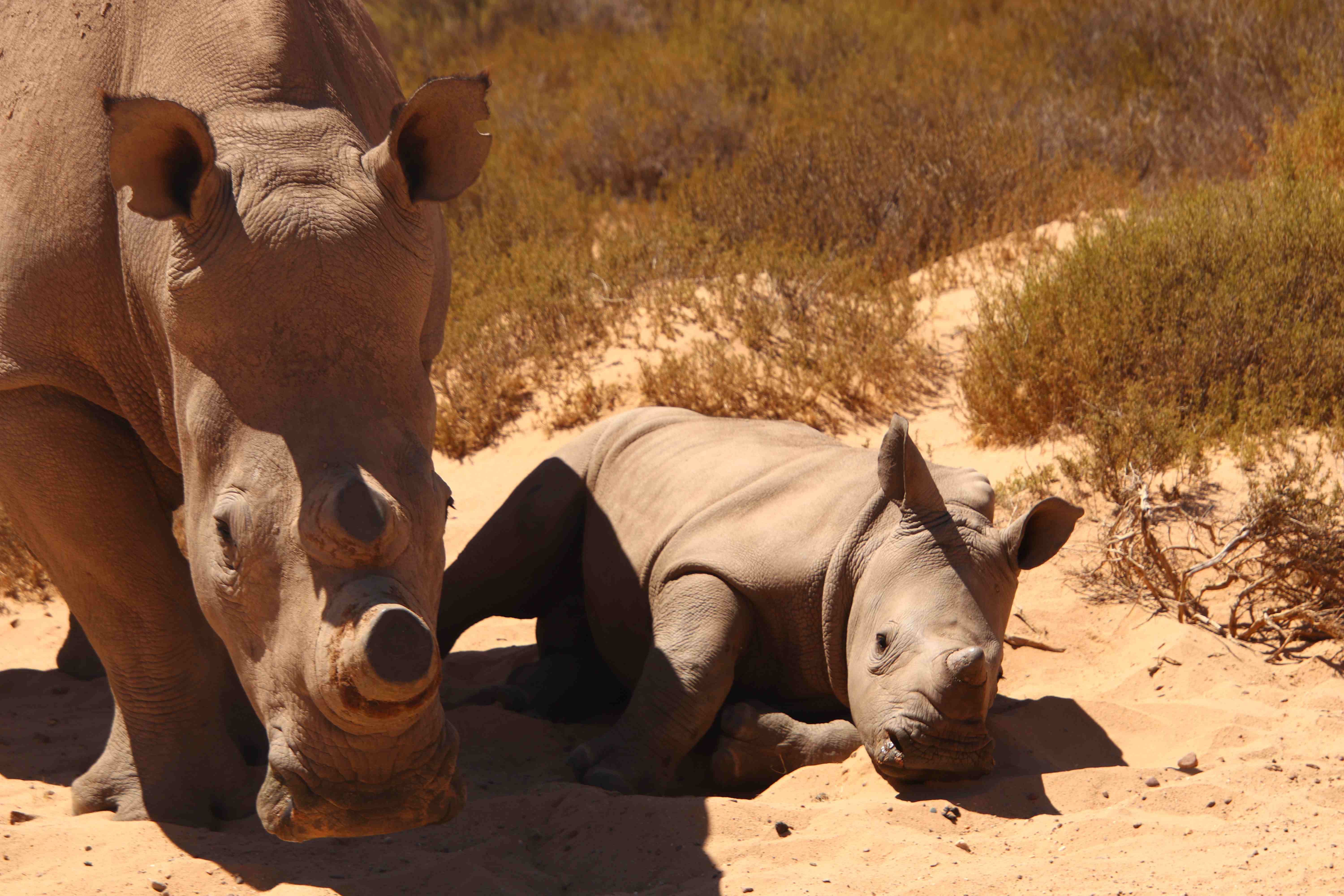 A white rhino mother and calf on safari — game reserves within day-trip distance of Cape Town