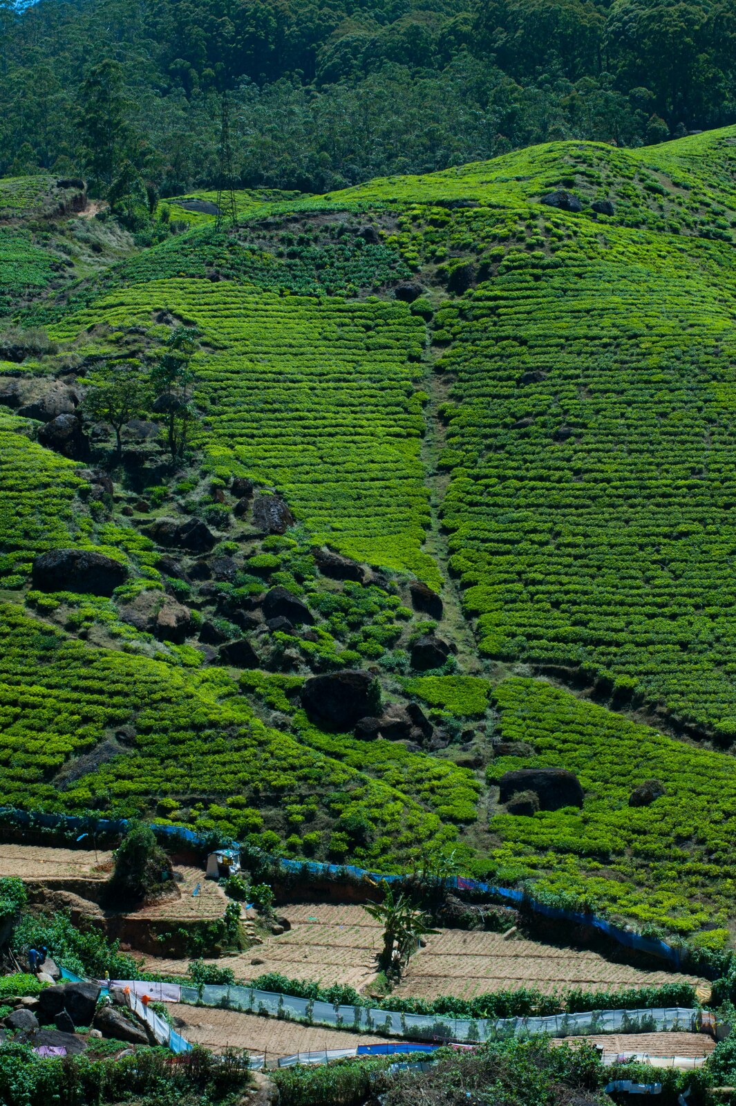 Tea plantations rolling across the hills of Nuwara Eliya, pickers in colourful saris between the bushes