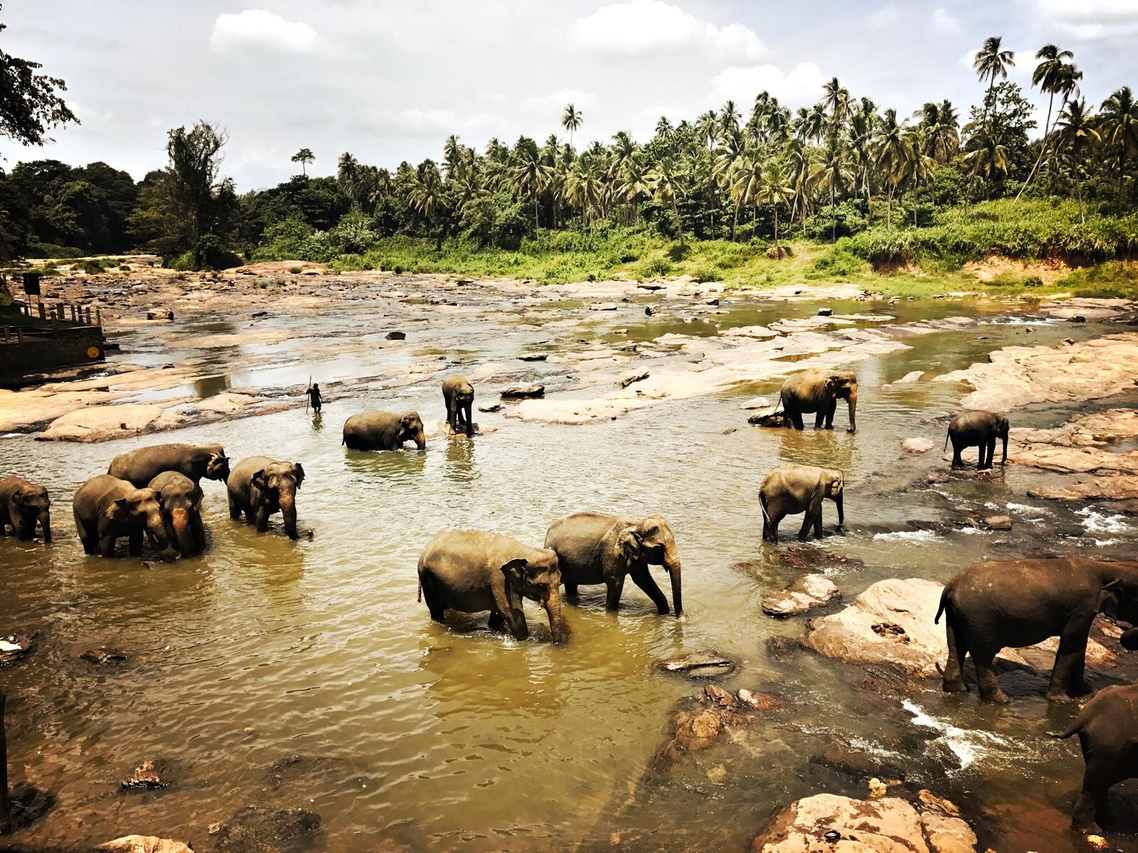 Elephants at Pinnawala bathing in the river, the daily ritual the herd walks through the village to perform