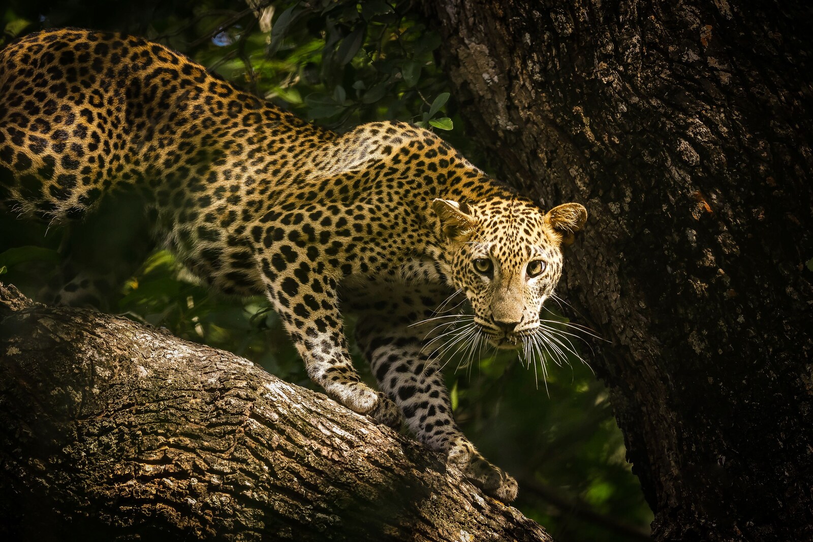 A leopard at Yala National Park, widely regarded as the best place in the world to spot leopards in the wild