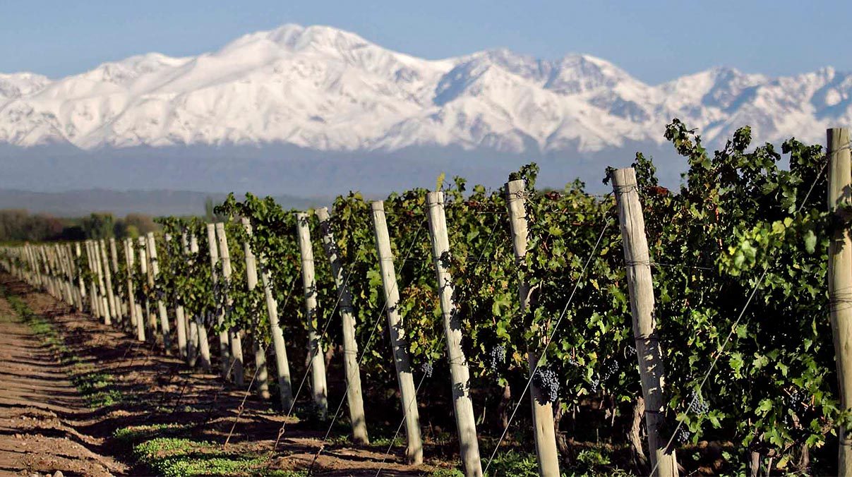Vineyards below the snow-capped Andes, Mendoza