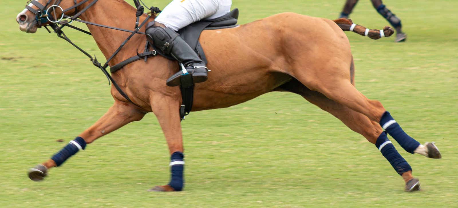 A polo pony at full gallop