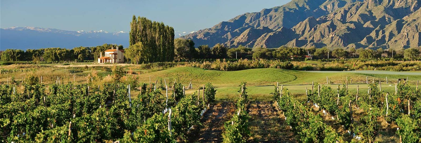 Vineyards and the Andes