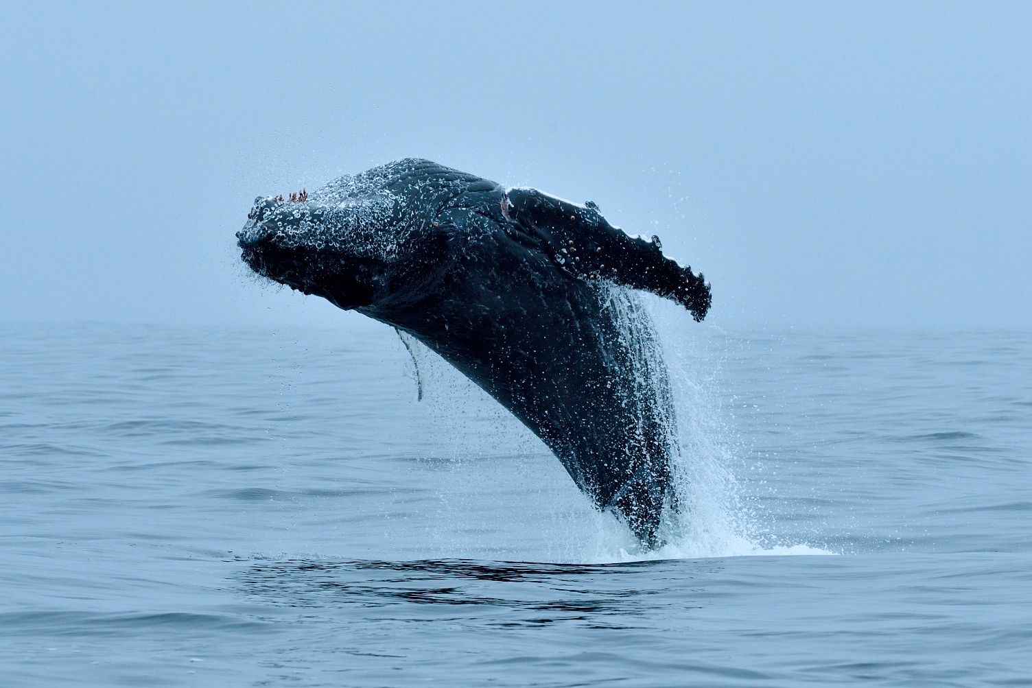 Humpback whale breaching off the South African coast