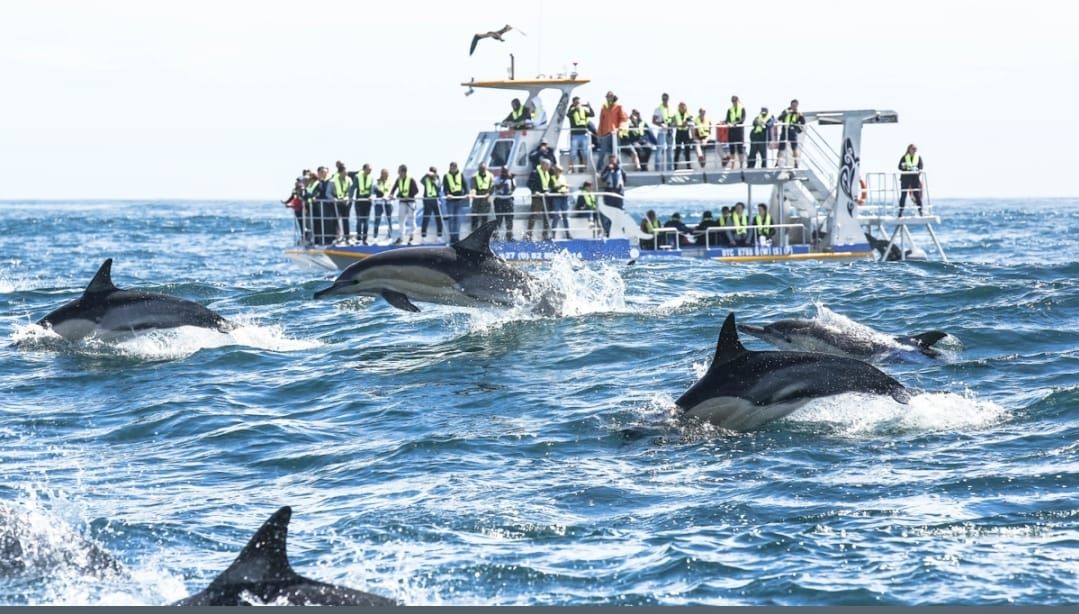 Dolphin pod alongside a marine tour boat near Dyer Island