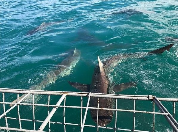 Copper sharks beside a diving cage at Gansbaai