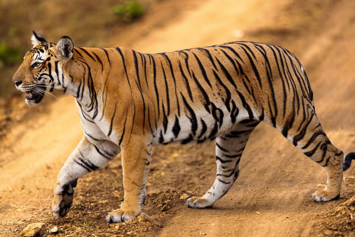 Tiger safari