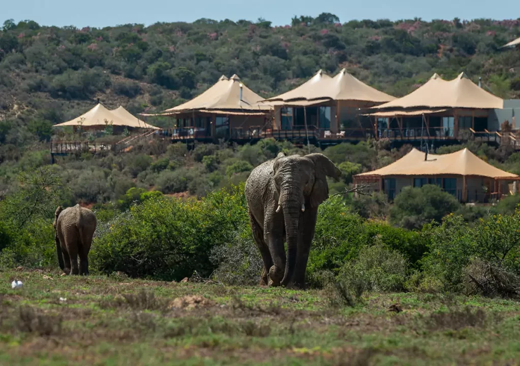 Sindile Lodge, Shamwari