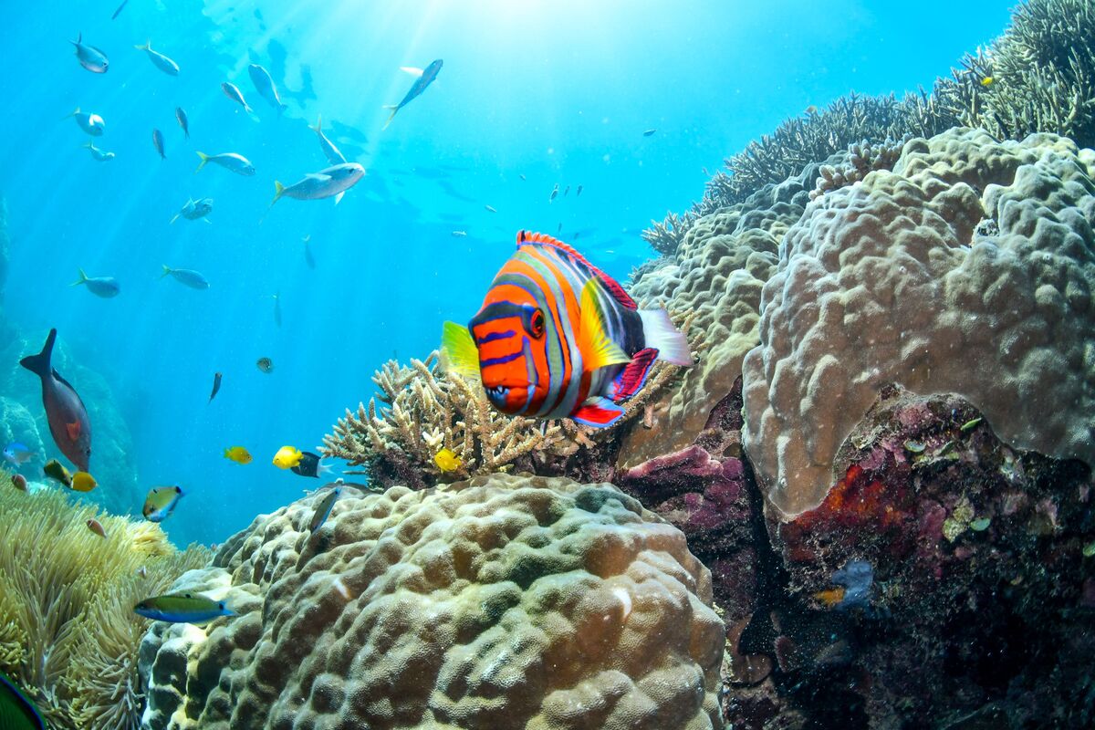 The Great Barrier Reef