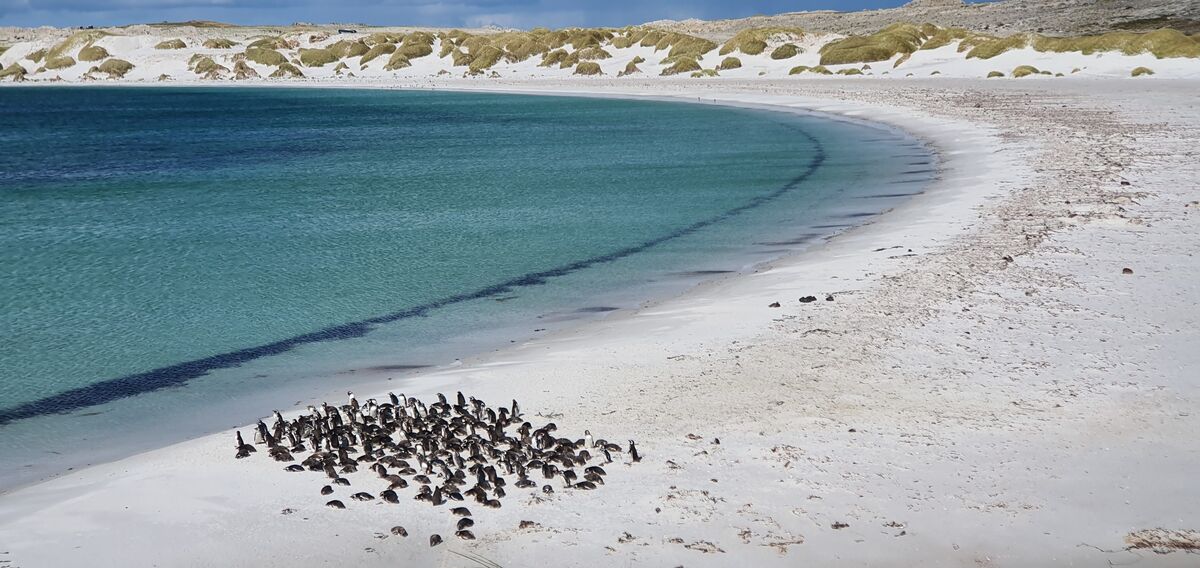 Phillip Island Penguin Parade